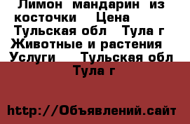 Лимон, мандарин, из косточки. › Цена ­ 220 - Тульская обл., Тула г. Животные и растения » Услуги   . Тульская обл.,Тула г.